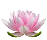 lotus-flower-meaning-3